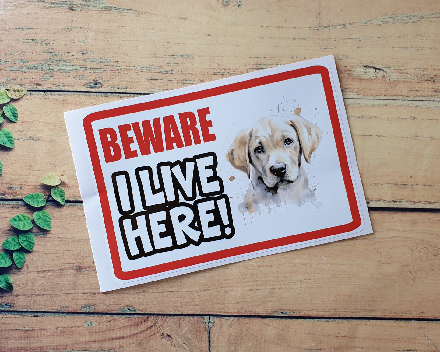 Labrador Retriever Sticker - Beware I Live Here - Cute House Home Window Door Porch Dog Warning Decal