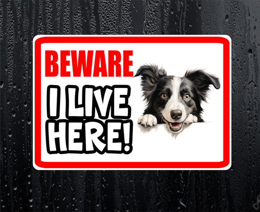 Border Collie Sticker - Beware I Live Here - Cute House Home Window Door Porch Dog Warning Decal