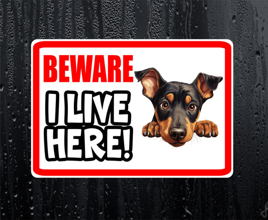Doberman Sticker - Beware I Live Here - Cute House Home Window Door Porch Dog Warning Decal