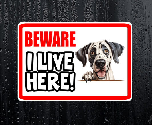 Great Dane Sticker - Beware I Live Here - Cute House Home Window Door Porch Dog Warning Decal