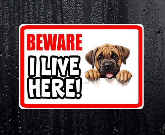 Mastiff Sticker - Beware I Live Here - Cute House Home Window Door Porch Dog Warning Decal