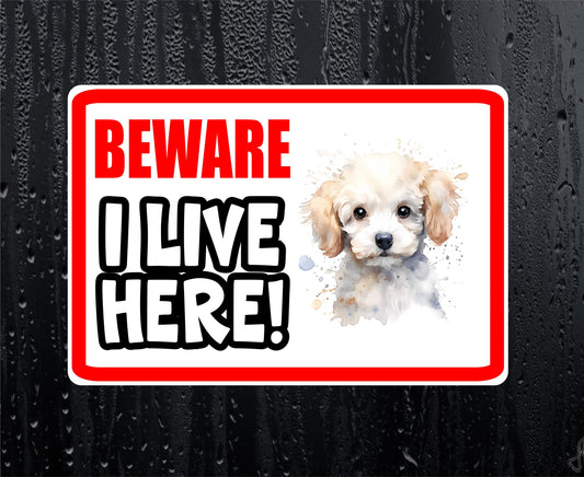 Poodle Sticker - Beware I Live Here - Cute House Home Window Door Porch Dog Warning Decal