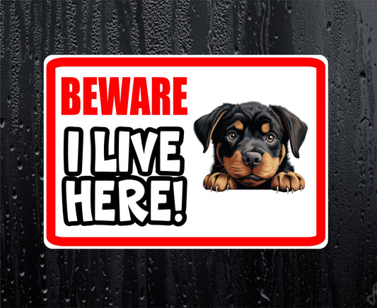 Rottweiler Sticker - Beware I Live Here - Cute House Home Window Door Porch Dog Warning Decal