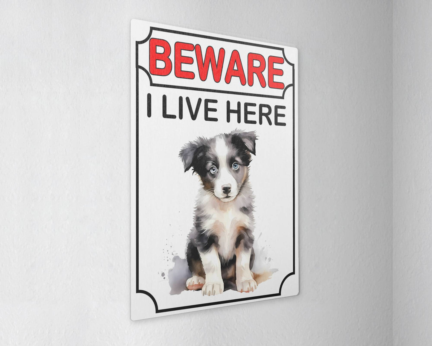 Border Collie Metal Sign Gift - Beware I Live Here - Cute Fun Novelty Animal Aluminium Present