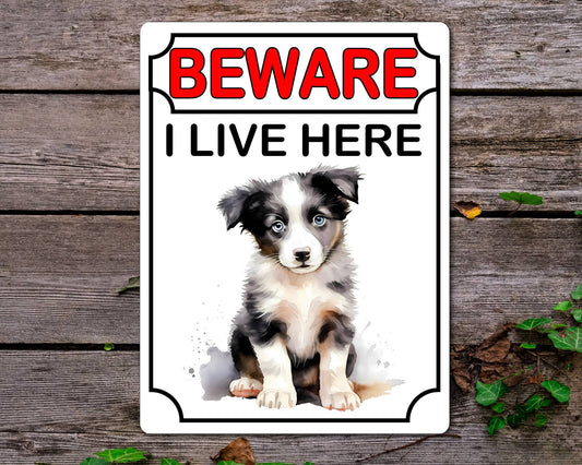 Border Collie Metal Sign Gift - Beware I Live Here - Cute Fun Novelty Animal Aluminium Present