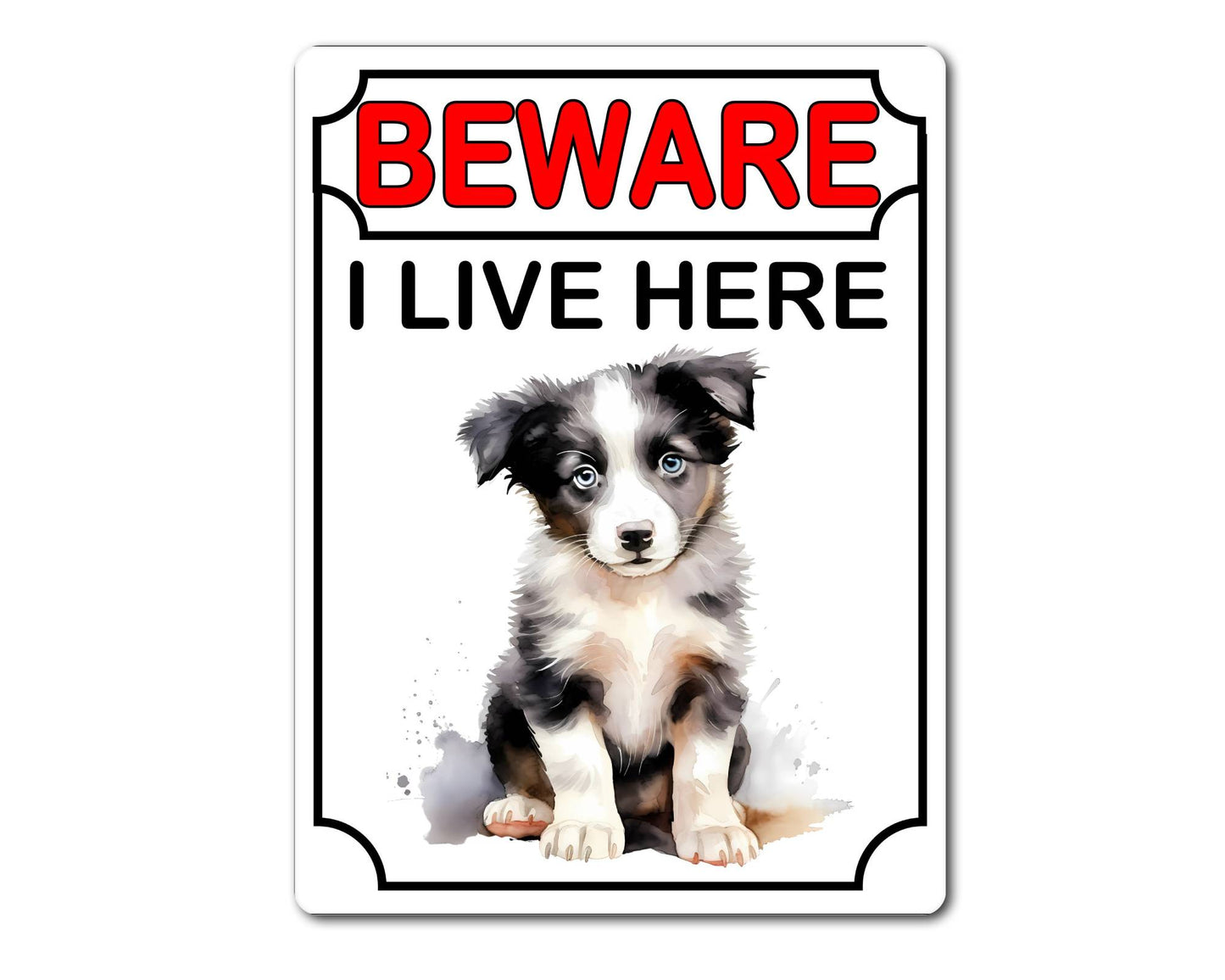 Border Collie Metal Sign Gift - Beware I Live Here - Cute Fun Novelty Animal Aluminium Present