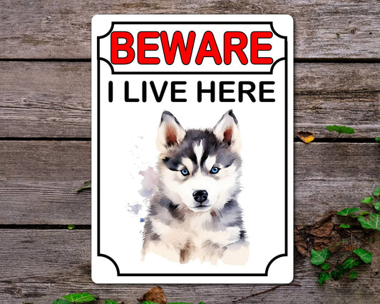 Husky Metal Sign Gift - Beware I Live Here - Cute Fun Novelty Animal Aluminium Present