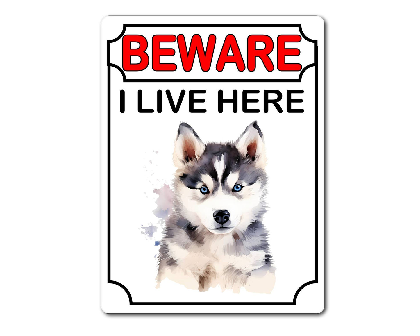 Husky Metal Sign Gift - Beware I Live Here - Cute Fun Novelty Animal Aluminium Present