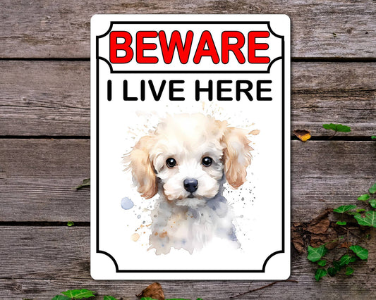 Poodle Metal Sign Gift - Beware I Live Here - Cute Fun Novelty Animal Aluminium Present