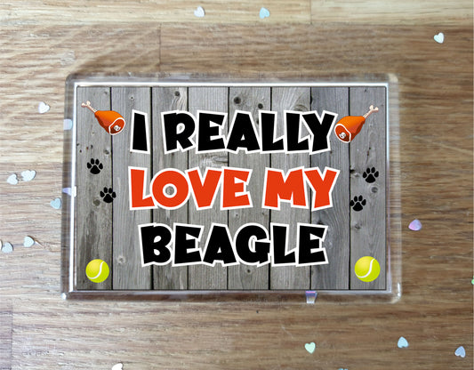 Beagle Fridge Magnet Gift - I Really Love My - Cute Novelty Fun Dog Owner Present